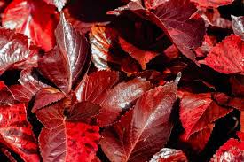 Image result for Acalypha