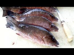 It is popular among anglers for its tasty meat and fighting capacity. Mangrove Snapper Catch And Cook Youtube