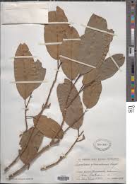 Image result for Strombosiopsis