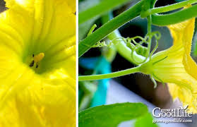 The first few flowers on a new plant are usually male, with the female blooms beginning to open days, or even weeks, afterward. How To Hand Pollinate Squash