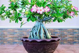 And also shown the outcomes of pruning. Desert Rose Bonsai Tree How To Plant Grow And Care Florgeous
