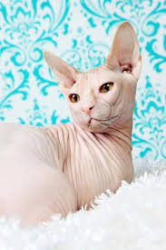 A hairless, injured cat gets special treatment in this clip from 10.10.20. Sphynx Donskoy Cats Kittens Nada Sphynx Devon Rex Lykoi Donskoy Sphinx Esfinge Sphynx Cats For Sale Ha With Images Cat Adoption Siberian Cats For Sale Herding Cats