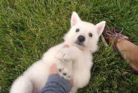 Snow white german shepherd puppies are here!!! Rare Pure White German Shepherd Puppies Jet Black Puppies For Sale In Columbia Missouri Classified Americanlisted Com
