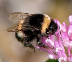 Image result for Bombus sporadicus