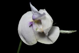 Image result for Vigna vexillata