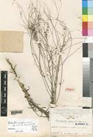 Image result for Kohautia caespitosa