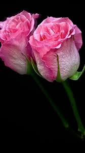Discover this awesome collection of flower iphone 11 wallpapers. Pink Flower Wallpaper For Mobile Android 2021 Cute Wallpapers