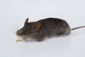 Image result for Pseudobromus