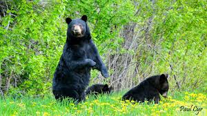 Black Bear Population By State 2019 Maine Black Bear Maine Secretary Of State Kids Page