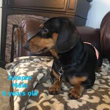 Here are addresses of dachshund rescue centers across the usa. Adopted Adopt Jumper Dachshund Rescue Of Utah Facebook