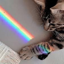 Cats have been each others companions for centuries of documented history. Cute Cat Uploaded By Jesquinha On We Heart It