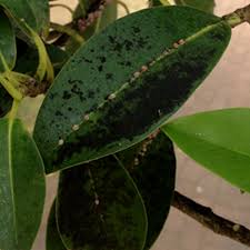 Image result for sooty mould