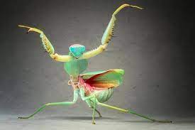 Maybe you would like to learn more about one of these? Praying Mantis Kung Fu Igor Siwanowicz Elisa Flickr