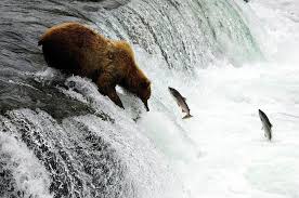 Omnivore animals eat both meat and plants. Genius Community Omnivores