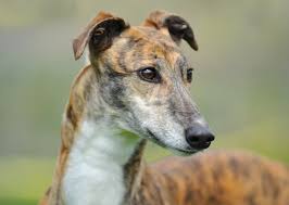 The dogs chase a lure (an artificial rabbit) on a track until they arrive at the finish line. Meet Eight Of The Fastest Dog Breeds In The World