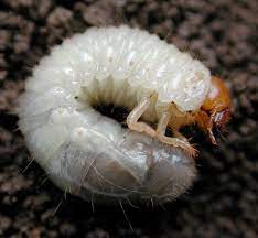 Japanese Beetle Larva Lawn Problems Lawn Care Companies Lawn Care