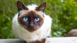 Fluffy brown cat with blue eyes. 10 Most Beautiful Cat Breeds With Blue Eyes Purina