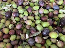 Zeytinde 11 Yilin Zeytinyaginda 7 Yilin En Dusuk Uretimi Olacak Tarim Dunyasindan Ali Ekber Yildirim Gida Tarim Ve Hayvancilik Platformu Zeytinyagi Zeytin Agaci Tarim