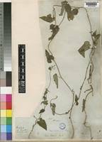 Image result for Tragia glabrata