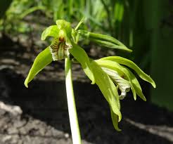 Image result for Nervilia kotschyi