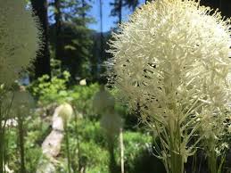 Image result for Xerophyta suaveolens