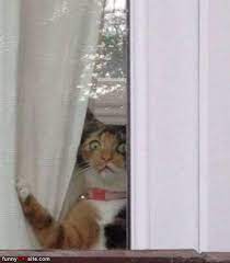 Cat looking out the window meme. Looking Out The Window Daily Funny Cat Pictures From Funnycatsite Com Funny Animal Pictures Funny Cats Funny Animals