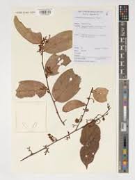 Image result for Cleistanthus polystachyus