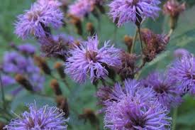 Image result for Vernonia glabra