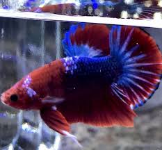 Pin On Betta Fish