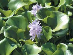 Image result for Monochoria africana