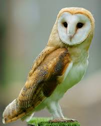 Then you would need to become a license falconer or pursue other special permitting/license (rehab. Barn Owl Wikipedia