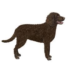 Image result for curly coated retrívr