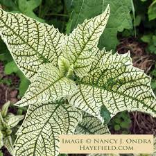 Image result for Heliopsis