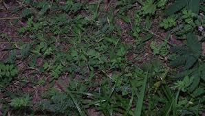 Image result for Indigofera microcarpa