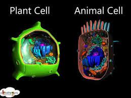 We did not find results for: Biology Plant Cell And Animal Cell Differences 3d English Youtube