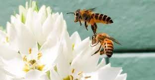 We did not find results for: Comment Eloigner Les Guepes Du Jardin