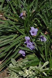 Free shipping for many items! Katie S Dwarf Mexican Petunia Ruellia Brittoniana Katie S Dwarf In Jacksonville Fernandina Beach Florida Fl At Liberty Landscape Supply