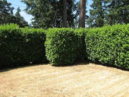 We live in zone 6. Creative Screening With Plants Good Borders Make Good Neighbors Gardening Know How