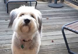 The sapsal is a shaggy korean breed of dog. Toph Zelda And Other Beautiful Canines Sapsali The Sapsal Is A Shaggy Korean Breed Of