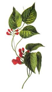 Image result for Phaseolus coccineus
