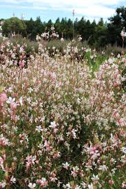 Check spelling or type a new query. Gaura Lindheimeri Whirling Butterflies