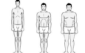 Your Body Type Ectomorph Mesomorph Or Endomorph Muscle