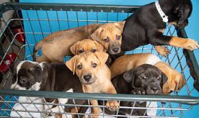Instant access courses · 100 years of experience Arizona Humane Society Rescue Team Saves 7 Puppies Under House