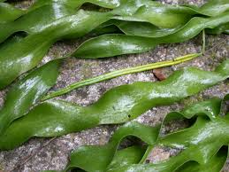 Image result for Ophioglossum costatum