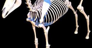 Horse Skeleton 3d 3ds 3d Model Horses Horse Anatomy Skeleton