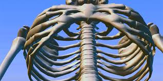 See more ideas about rib cage, anatomy, anatomy art. Chiropractors Overlook Rib Cage Subluxations Rehabilitation For Stroke Victims Life Chiropractic College West