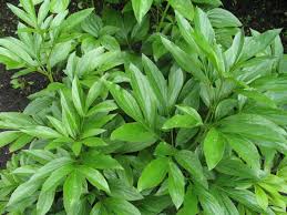 Peonies have fragrant and large flowers. Peony Problems