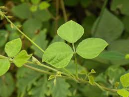 Image result for Rhynchosia