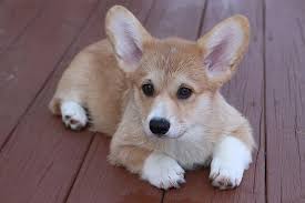 Kopek Yavrusu Welsh Corgi Cinsi Kopek Kopek Kucuk Tapilasi Memeli Evcil Hayvan Sevimli Pikist