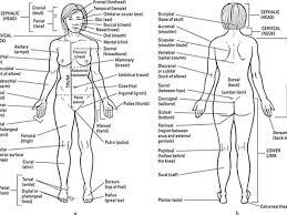 The Anatomical Regions Of The Body Basic Anatomy And Physiology Anatomy And Physiology Body Anatomy